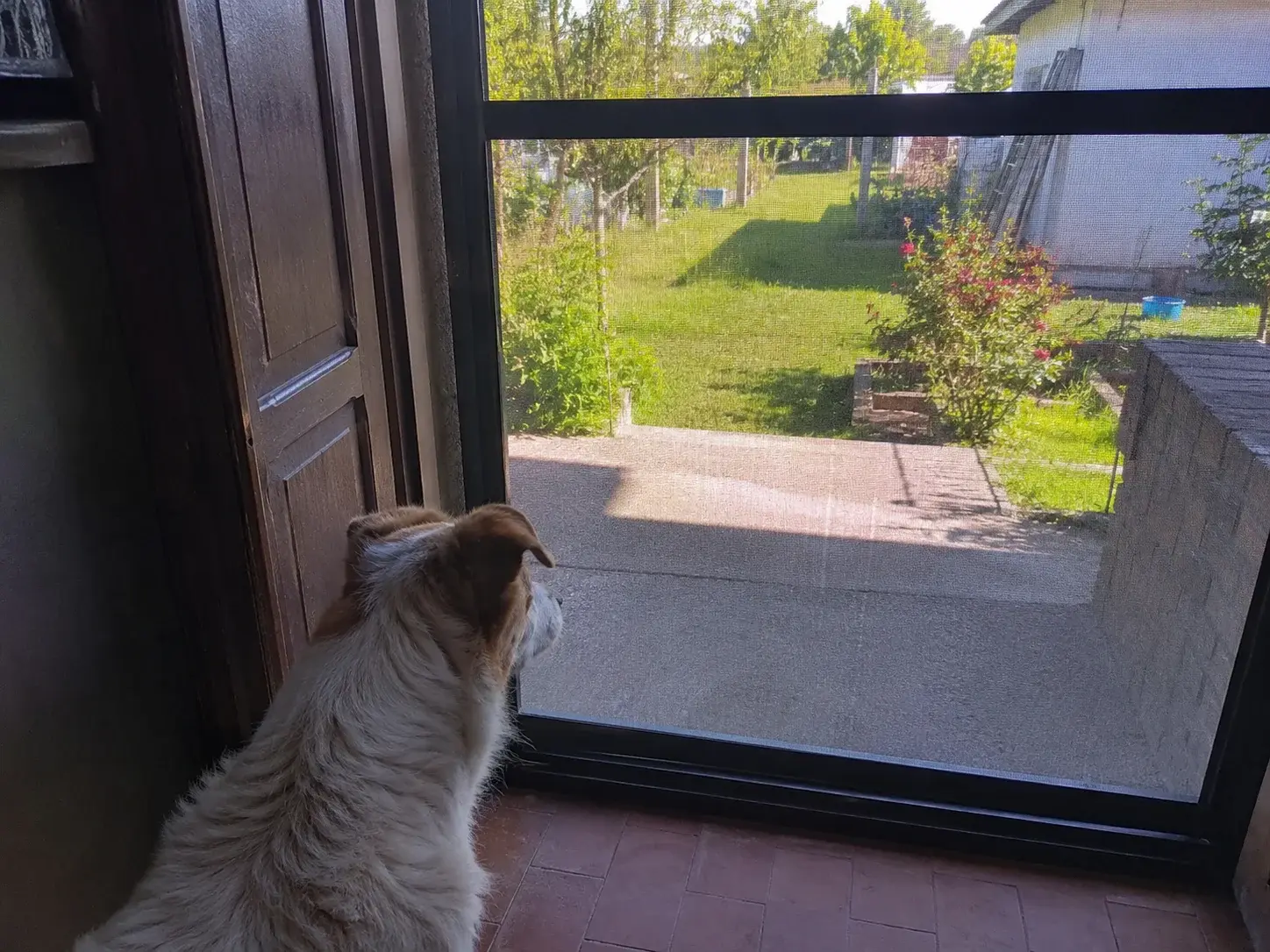 Pas iza komarnika na terasnim vratima